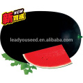 W18 Haole mid-maturity oval shape black skin red f1 watermelon seeds